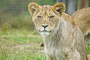 African Lion (young)
