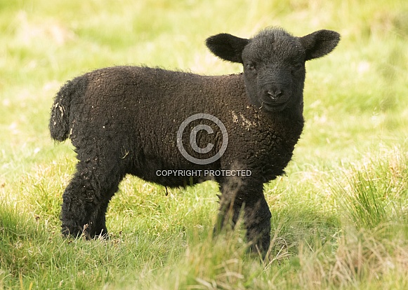 Young Black Lamb Young Black Lamb