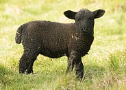Young Black Lamb