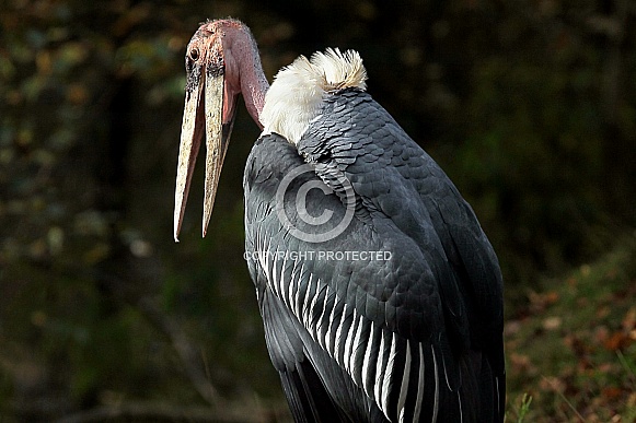 Marabou Stork