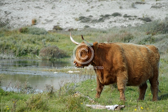 A Scottish Highlander