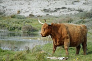 A Scottish Highlander