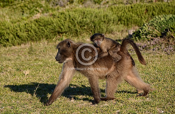 Chacma Baboon mother and baby