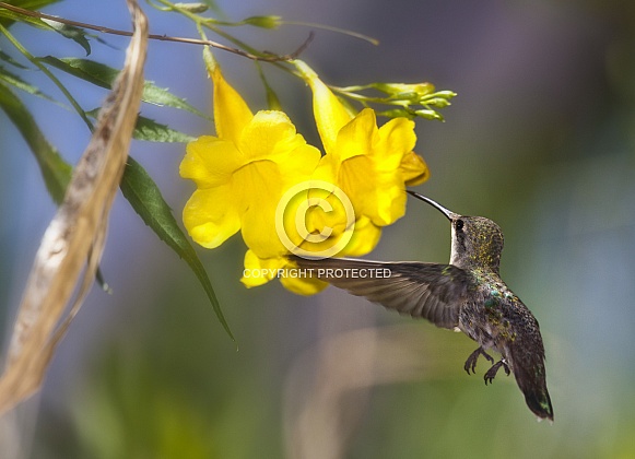 Hummingbird with Yellow Trumpet Flower