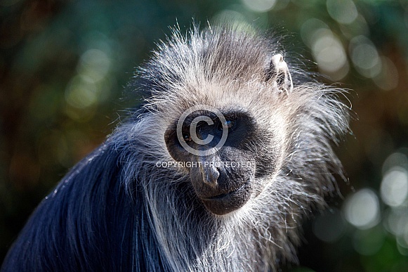 King colobus (Colobus polykomos)