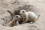 Prairie dogs (genus Cynomys)