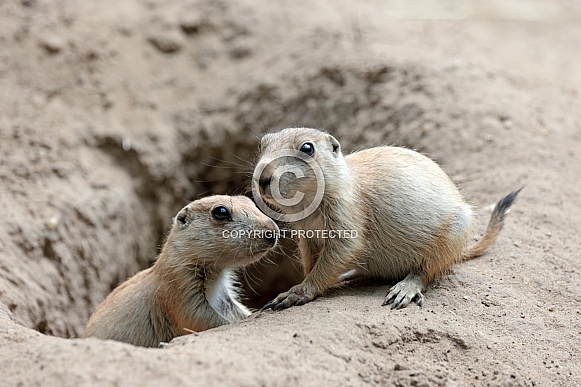 Prairie dogs (genus Cynomys)