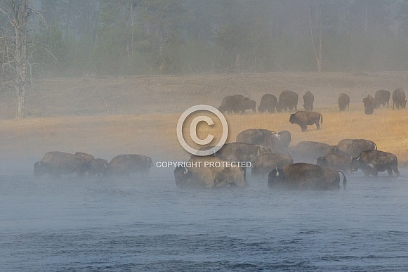 Bison Herd crossing the Firehole