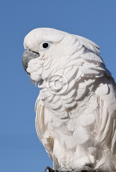 Umbrella Cockatoo Umbrella Cockatoo