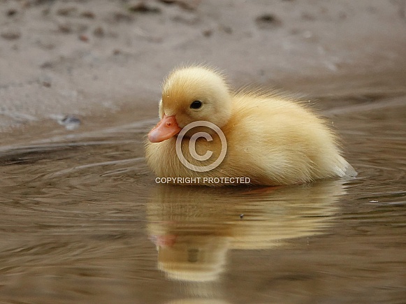 Call Duckling Call Duckling