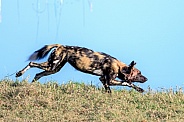 African Wild dog