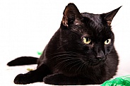 Black domestic cat