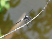 Chalk-Fronted Corporal