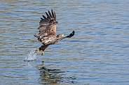 White tailed eagle or European Eagle