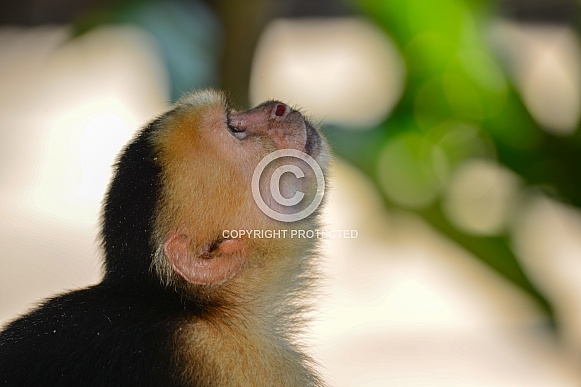 Capuchin Monkey 