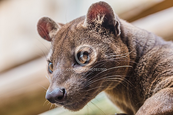 Male Fossa Male Fossa