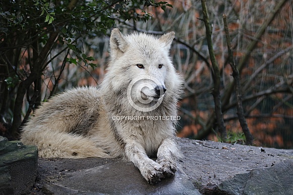 Hudsonbay wolf