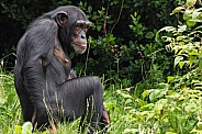Chimpanzee Sitting Upright Full Body