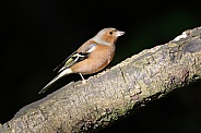 Male Chaffinch