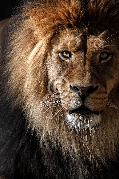 Lion-In His Prime Lion-In His Prime