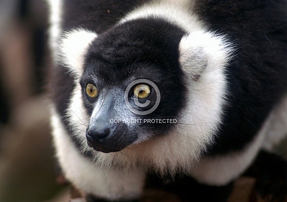 Black and White Ruffed Lemur