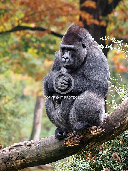 Western lowland gorilla (Gorilla gorilla gorilla) Western lowland gorilla (Gorilla gorilla gorilla)