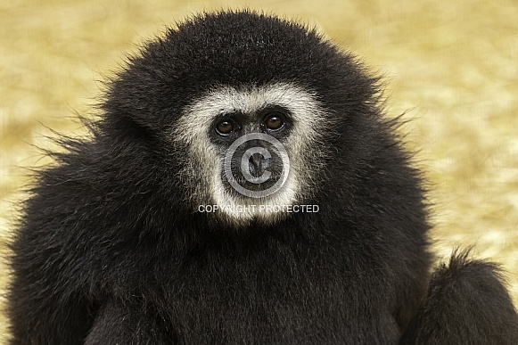 Lar Gibbon Close Up