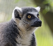 Lemurs