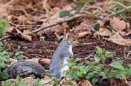 Grey Squirrel