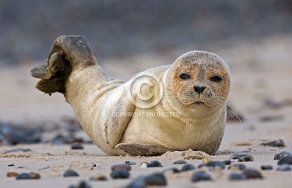 Seal near the coastline.