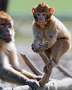 Baby Macaque