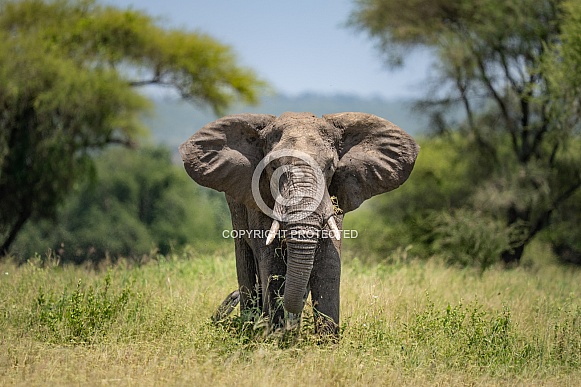 Bull elephant coming out of the trees