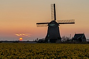 Dutch Windmill and tulips