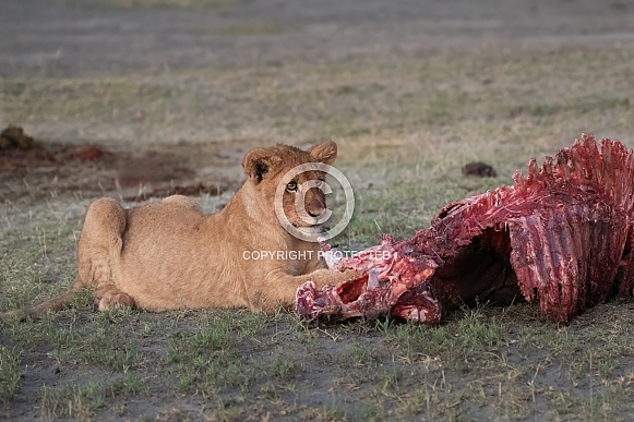 Lion cub with morning kill