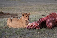 Lion cub with morning kill