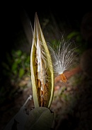 Asclepias humistrata, the sandhill milkweed, aka pinewoods milkweed