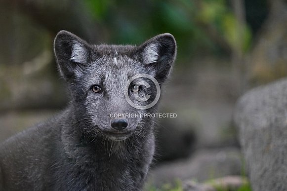 Arctic Fox