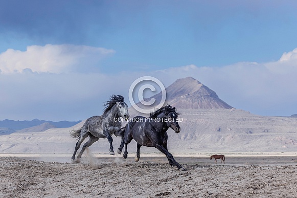 Wild Horse— Onaqui Mountains, Utah Wild Horse— Onaqui Mountains, Utah