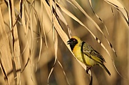 Southern Male Masked Weaver.