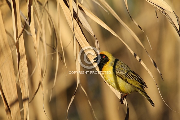 Southern Male Masked Weaver. Southern Male Masked Weaver.