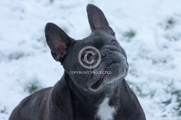 Blue French Bulldog Sitting Looking Upright Blue French Bulldog Sitting Looking Upright