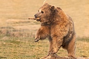 Syrian Brown Bear Playing With A Stick