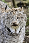 Canadian lynx