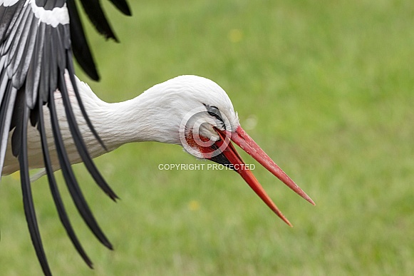 White Stork Close Up Wings And Face