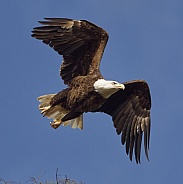 Bald Eagle