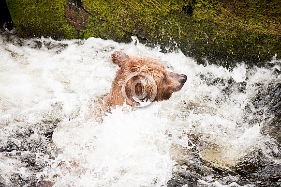 Adult grizzly bear swimming