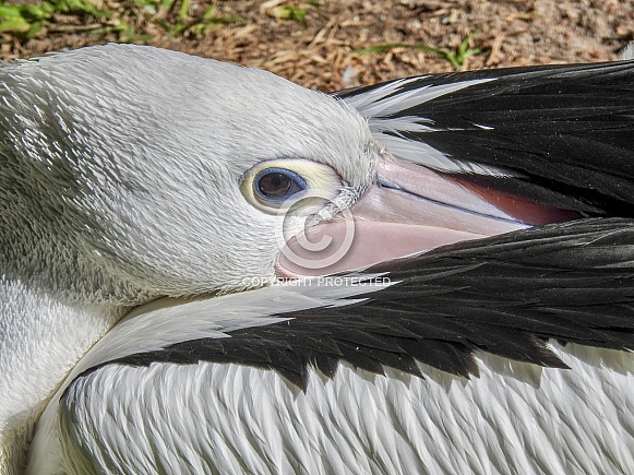 Australian Pelican