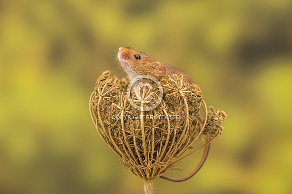 Harvest Mice