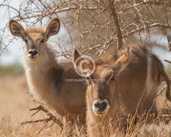 Waterbuck