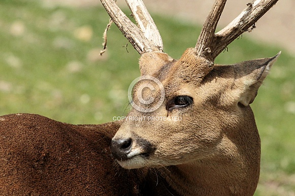 Hog Deer Hog Deer